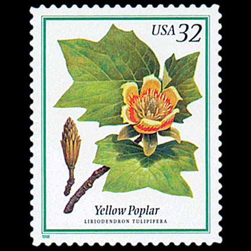 United States postage - Liriodendron tulipifera (Tulip tree)