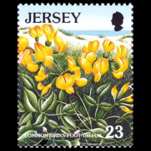 Jersey postage - Lotus corniculatus (Bird's-foot Trefoil)