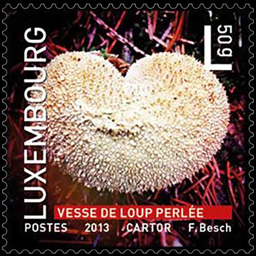 Luxembourg postage - Lycoperdon perlatum (Common puffball)