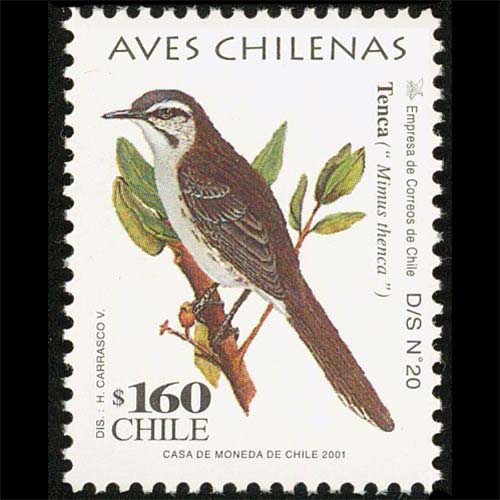 Chili postage - Mimus thenca (Chilean Mockingbird)