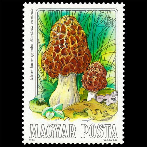 Hungary postage - Morchella esculenta (Common morel)