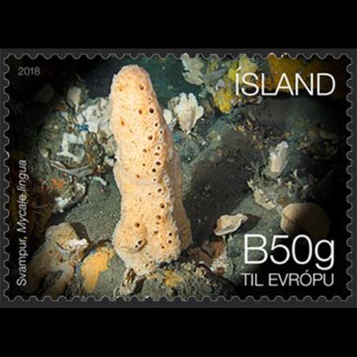 Iceland postage - Mycale lingua (none found)