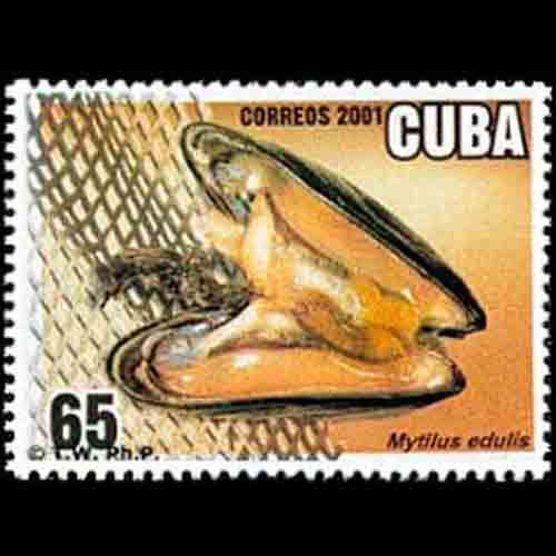 Cuba postage - Mytilus edulis (Blue mussel)