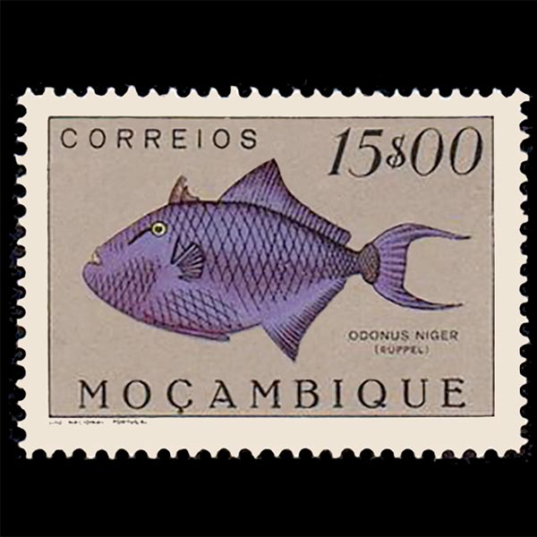 Odonus niger (Redtoothed triggerfish)