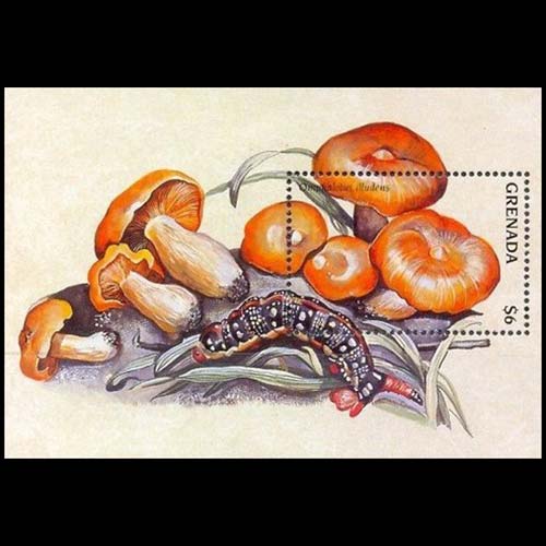 Grenada postage - Omphalotus illudens (Jack-o'lantern mushroom)
