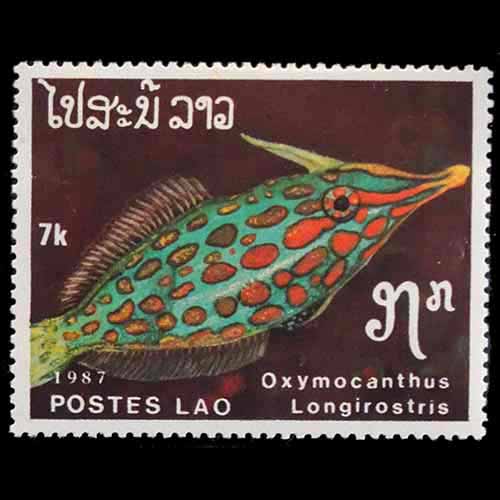 Laos postage - Oxymonacanthus longirostris (Orange spotted filefish)