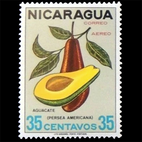 Nicaragua postage - Persea americana (Avocado)