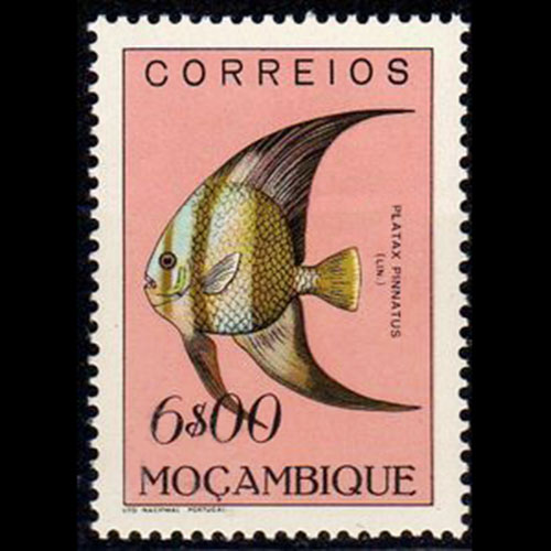 Mozambique postage - Platax pinnatus (Dusky batfish)