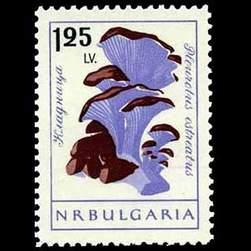 Bulgaria postage-Pleurotus ostreatus (Oyster mushroom)