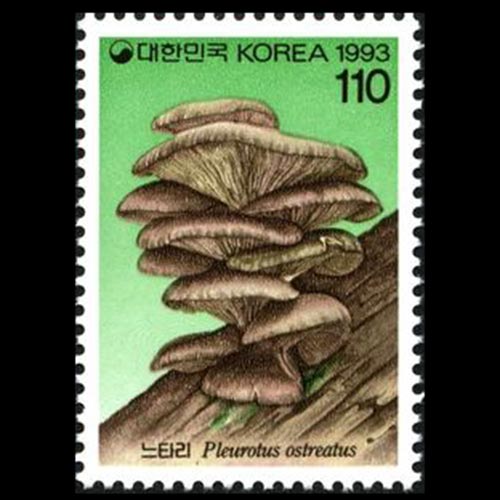 South Korea postage - Pleurotus ostreatus (Oyster mushroom)