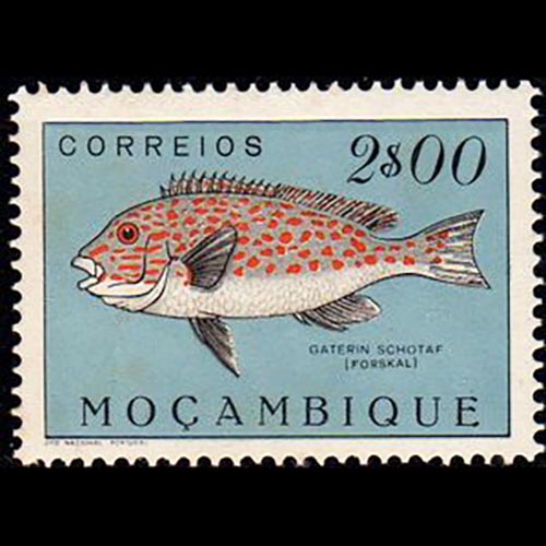 Mozambique postage - Plectorhinchus schotaf (Somber sweetlips)