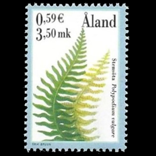 Åland postage - Polypodium vulgare (Common polypody)