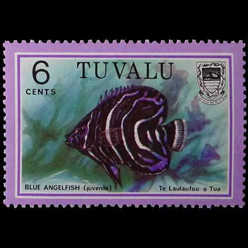 Tuvalu postage - Pomacanthus semicirculatus (Blue angelfish - juvenile)