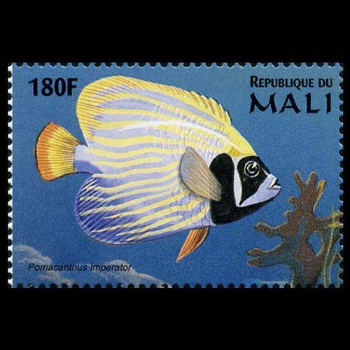 Mali postage - Pomacanthus imperator (Emperor angelfish)