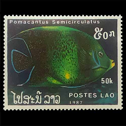 Laos postage - Pomacanthus semicirculatus (Koran angelfish)