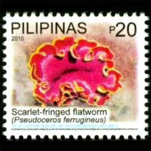 Philippines postage - Pseudoceros ferrugineus (Fuchsia flatworm)