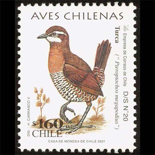 Chili postage - Pteroptochos megapodius (Moustached turca)