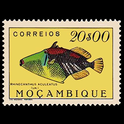 Mozambique postage - Rhinecanthus aculeatus (White-barred triggerfish)