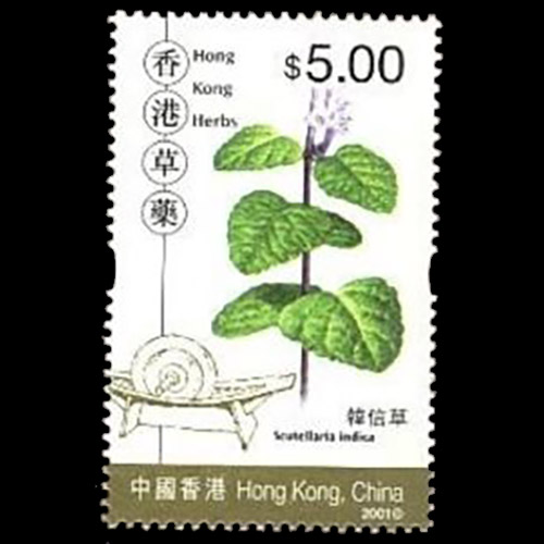 Hong Kong postage - Scutellaria indica (Skullcap)