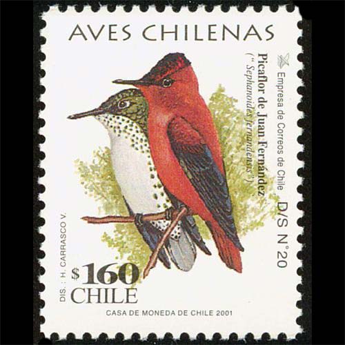 Chili postage - Sephanoides fernandensis (Juan Fernández firecrown)