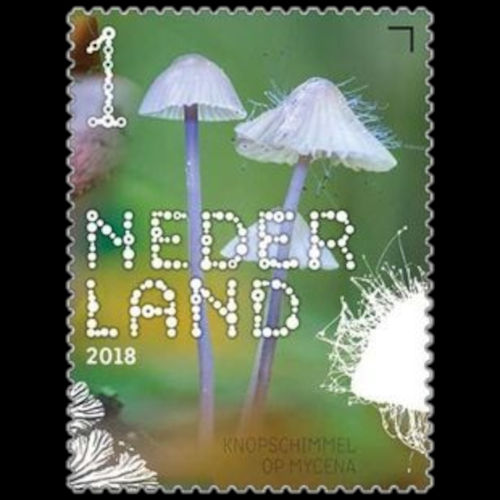 Netherland postage - Spinellus fusiger (Bonnet mold)