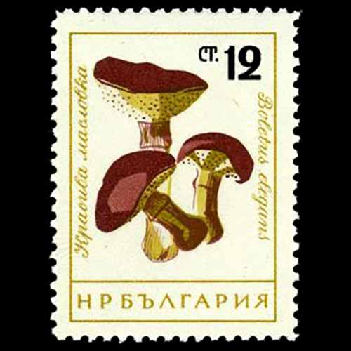 Bulgaria postage - Suillus grevillei (Greville's bolete)