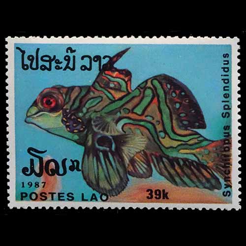 Laos postage-Synchiropus splendidus (Mandarin dragonet)