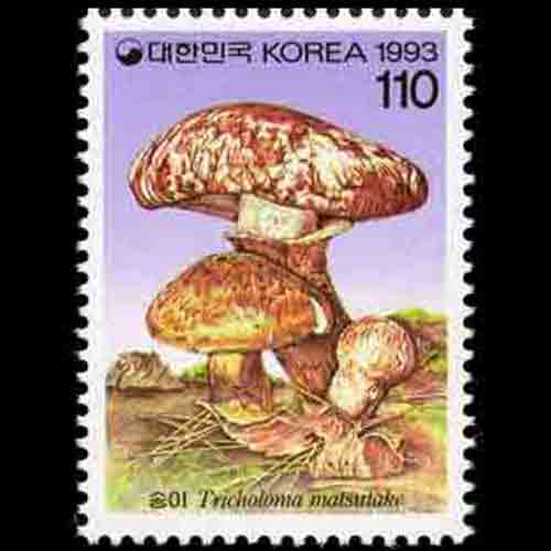 South Korea postage - Tricholoma matsutake (Pine mushroom)