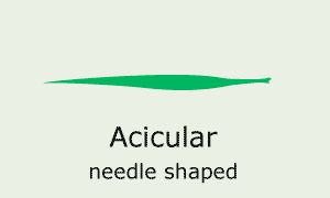 Acicular (slender and pointed, needle-like)