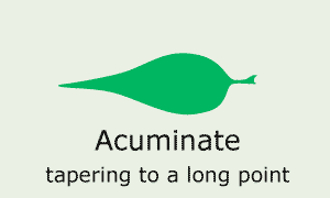 Acuminate (tapering to a long point in a concave manner)