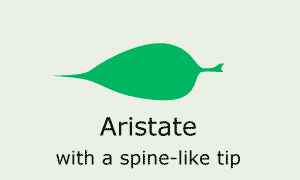 Aristate (with a spine-like tip)