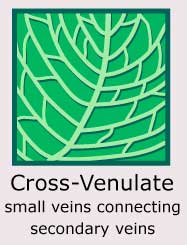 Cross-venulate (small veins connecting secondary veins)