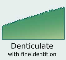 Denticulate finely toothed)