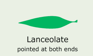 Lanceolate (pointed at both ends)