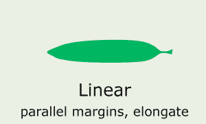 Linear (parallel margins, elongate)