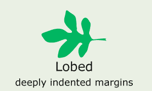 Lobed (deeply indented margins)