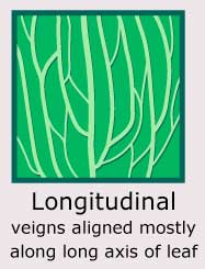 Longitudinal (veins aligned mostly along long axis of leaf)