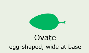 Ovate (egg-shaped, wide at base)