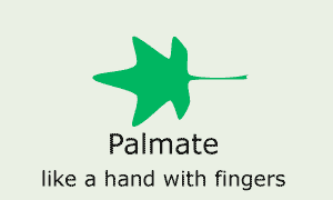 Palmate (like a hand with fingers)