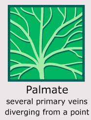 Palmate (several primary veins diverging from a point)