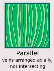 Parallel (veins arranged axially, not intersecting)