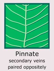 Pinnate (secondary veins paired oppositely)