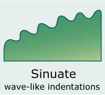 Sinuate (with deep, wave-like indentations; coarsely crenate)