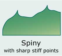 Spiny (With stiff, sharp points such as thistles)