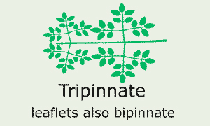 Tripinnate (leaflets also bipinnate)