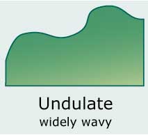 Undulate (with a wavy edge, shallower than sinuate)