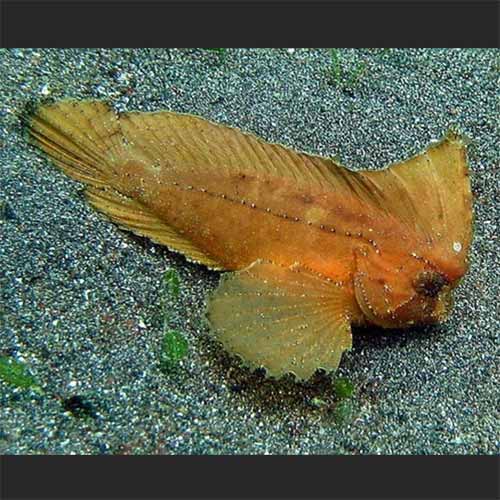 Ablabys binotatus (Redskinfish)
