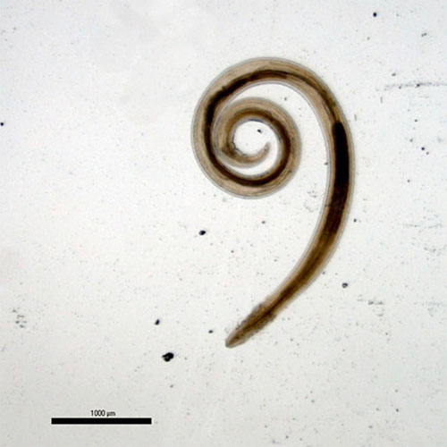 Acuaria spiralis (Nematode) adult male, 12.5x magnification