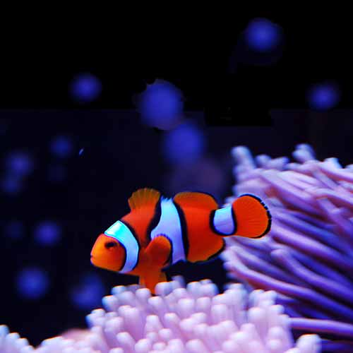 Amphiprion percula (Orange clownfish)