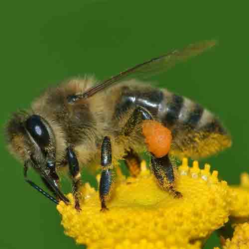 Apis mellifera (Western honey bee)